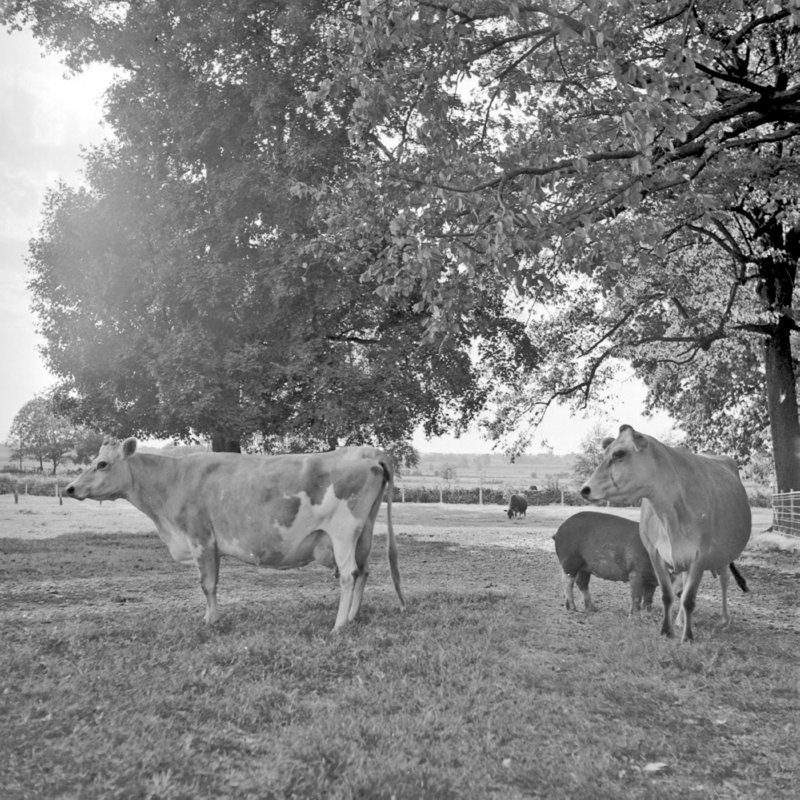 115_dairy cattle and other livestock. (1951).jpg